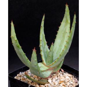 Aloe ferox one-gallon pots