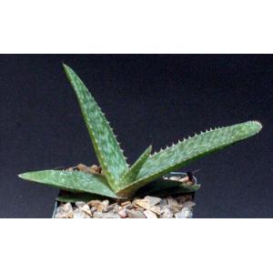 Aloe greatheadii var. greatheadii 4-inch pots
