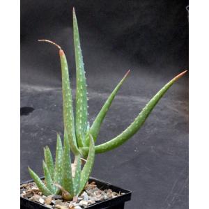 Aloe hildebrandtii 5-inch pots