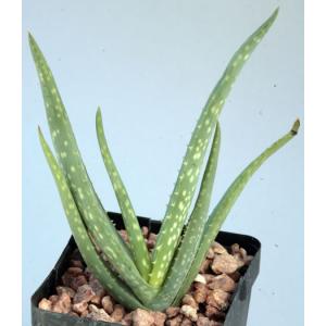 Aloe hildebrandtii 4-inch pots