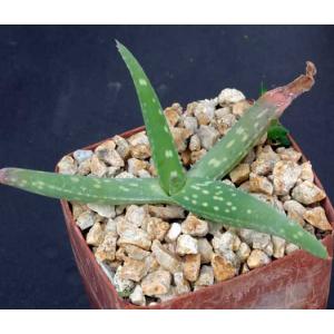 Aloe jacksonii 4-inch pots