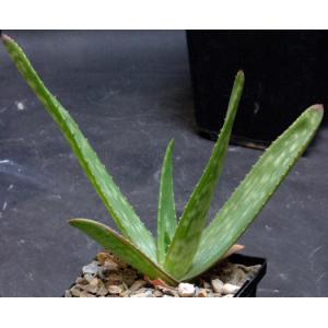 Aloe lateritia var. graminicola (WY 1103) 5-inch pots