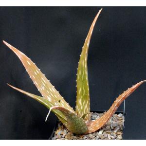 Aloe macrosiphon one-gallon pots