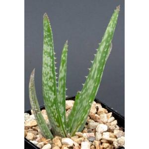 Aloe maculata 5-inch pots