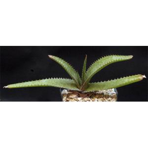 Aloe maculata one-gallon pots