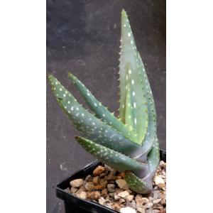 Aloe microstigma 5-inch pots