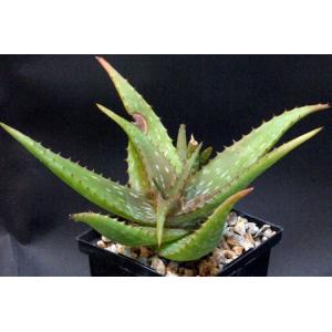 Aloe petrophila (ISI 2001-24) 5-inch pots