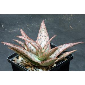 Aloe cv Pink Blush 5-inch pots
