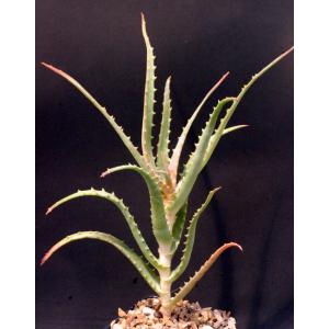 Aloe pluridens 5-inch pots