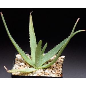 Aloe pubescens one-gallon pots