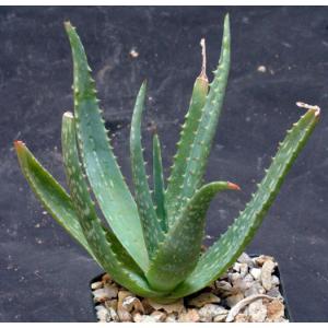 Aloe pubescens 5-inch pots