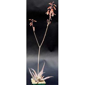 Aloe rauhii 4-inch pots