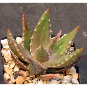 Aloe secundiflora (WY 1021) 4-inch pots
