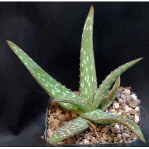Aloe sinkatana (zub) 5-inch pots