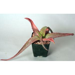 Aloe vanbalenii 4-inch pots