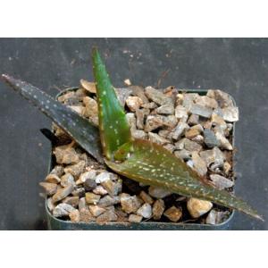 Aloe wilsonii 4-inch pots