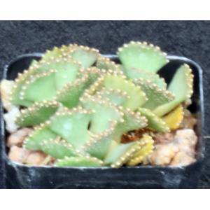 Aloinopsis matherbei 2-inch pots