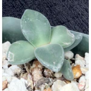 Deilanthe peersii 4-inch pots