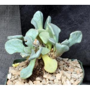 Aloinopsis rosulata 5-inch pots