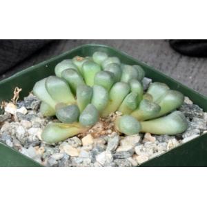 Aloinopsis schoonesii 4-inch pots