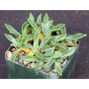 Aloinopsis acuta 3-inch pots