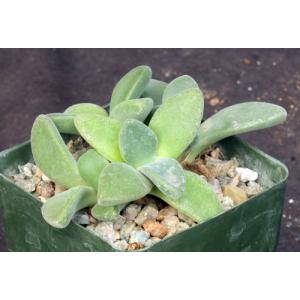 Deilanthe peersii 4-inch pots