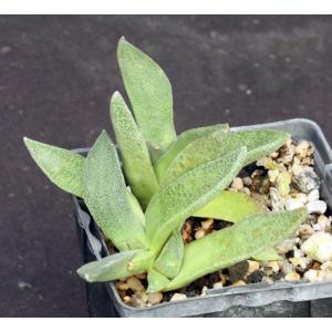 Aloinopsis rubrolineata 4-inch pots