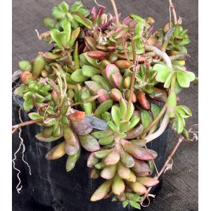 Anacampseros rufescens ‘Sunrise’ 5-inch pots