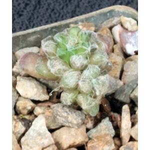 Anacampseros filamentosa ssp. namaquensis 3-inch pots