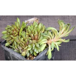 Anacampseros marlothii 3-inch pots