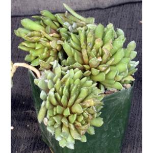 Anacampseros marlothii 4-inch pots