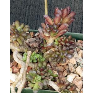Anacampseros subnuda 4-inch pots