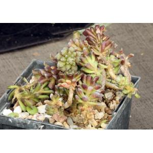 Anacampseros subnuda 5-inch pots