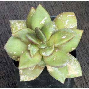 Anacampseros telephiastrum 2-inch pots