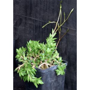 Anacampseros densifolia 5-inch pots