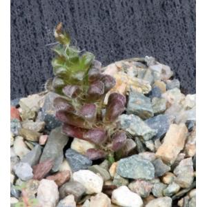 Anacampseros filamentosa ssp. namaquensis 3-inch pots