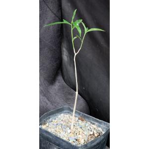 Adansonia madagascarensis 5-inch pots