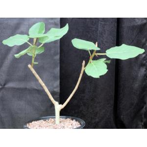 Antiaris toxicaria 8-inch pots