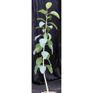 Antiaris toxicaria 3-gallon pots