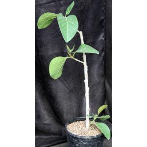 Antiaris toxicaria 2-gallon pots