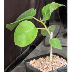 Antiaris toxicaria one-gallon pots