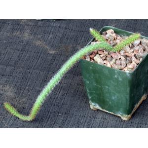 Aporocactus flagelliformis 4-inch pots