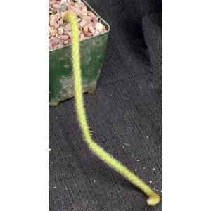 Aporocactus flagelliformis 4-inch pots