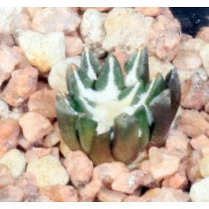 Ariocarpus kotschbeyanus ssp. elephantidens 2-inch pots