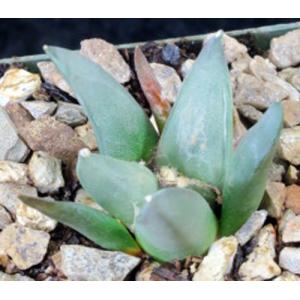 Ariocarpus retusus (Las Tablas) 4-inch pots