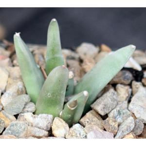 Ariocarpus retusus (Minas San Rafael) 4-inch pots