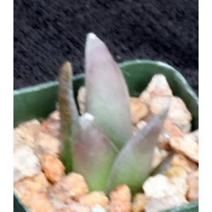 Ariocarpus retusus (furfuraceous) 2-inch pots