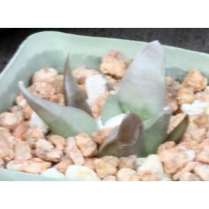 Ariocarpus retusus (furfuraceous) 4-inch pots