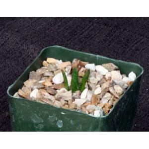 Ariocarpus bravoanus 4-inch pots