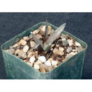 Ariocarpus retusus ssp. scapharostroides 4-inch pots